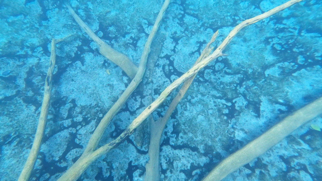 Submerged branches beneath the surface of Paisu Pok Lake