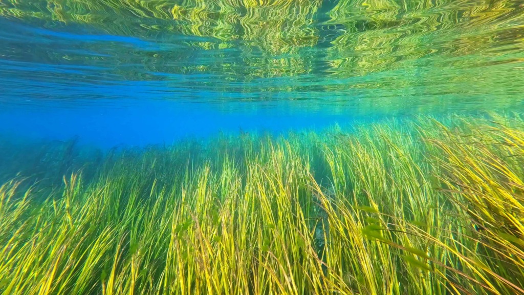 Underwater reeds visible through the clear water of Paisu Pok Lake