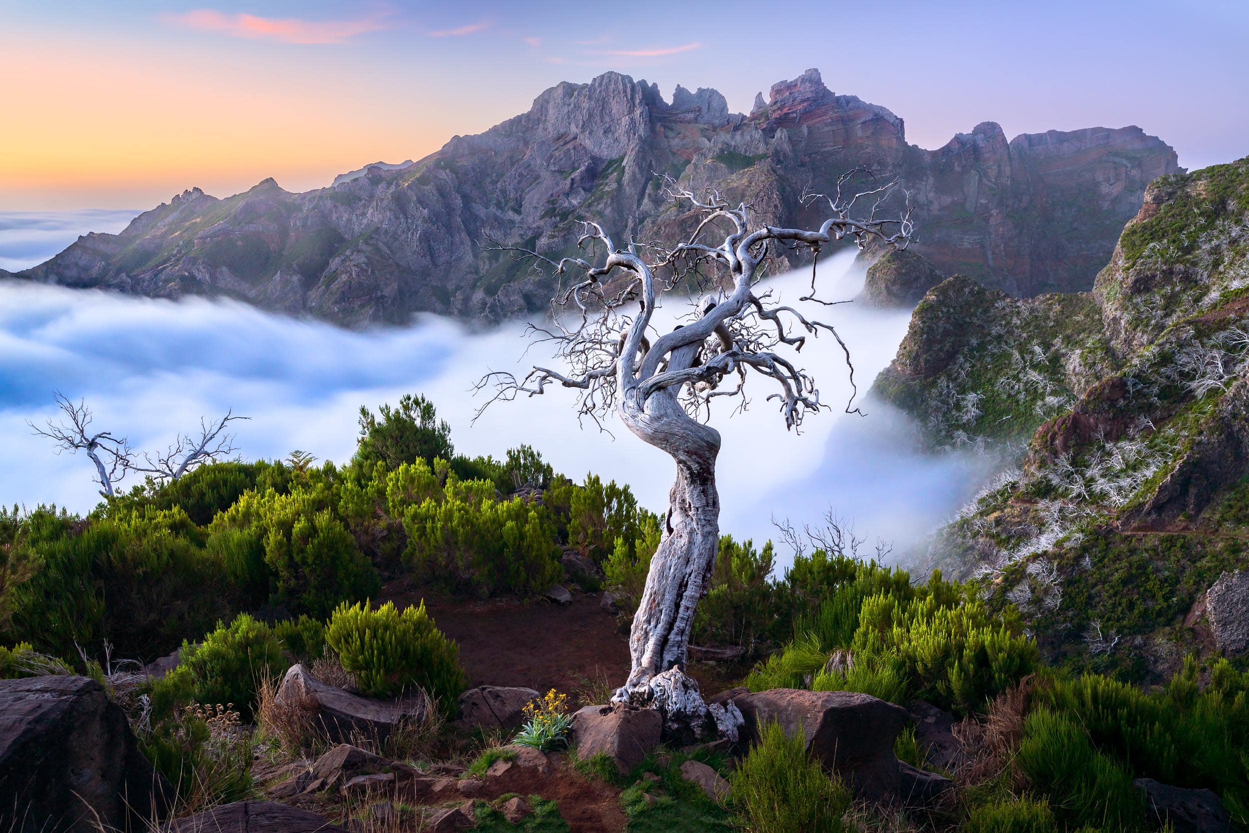 Twisted trees with clouds below, Pico Ruivo, Madeira, Portugal