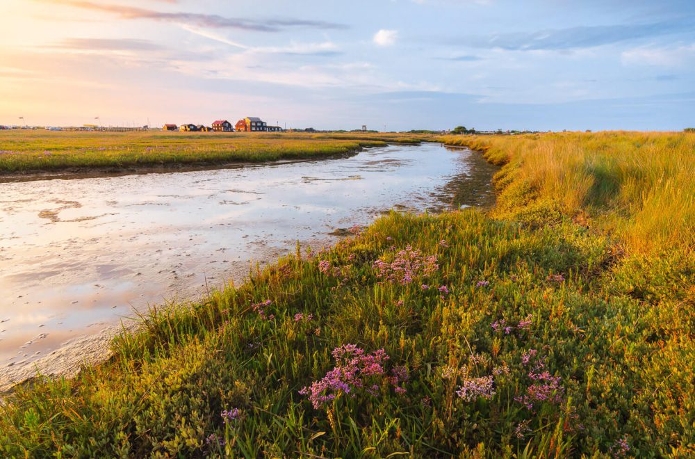 Sea lavender on the marshes at Walberswick, Suffolk, at sunset