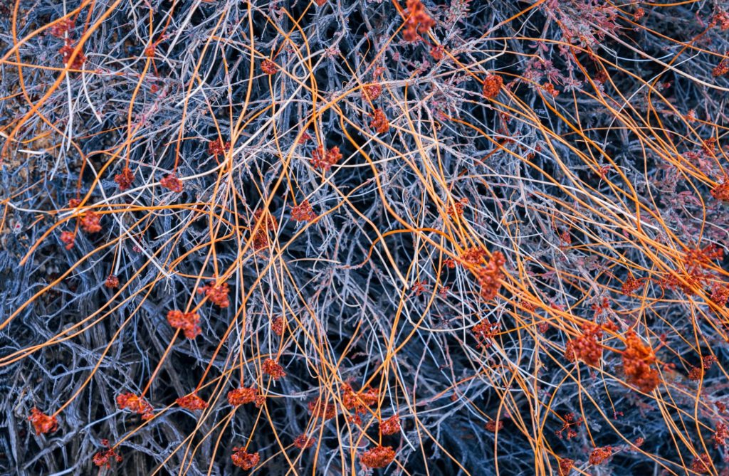 Abstract plant with orange and grey branches, Alabama Hills, California, USA