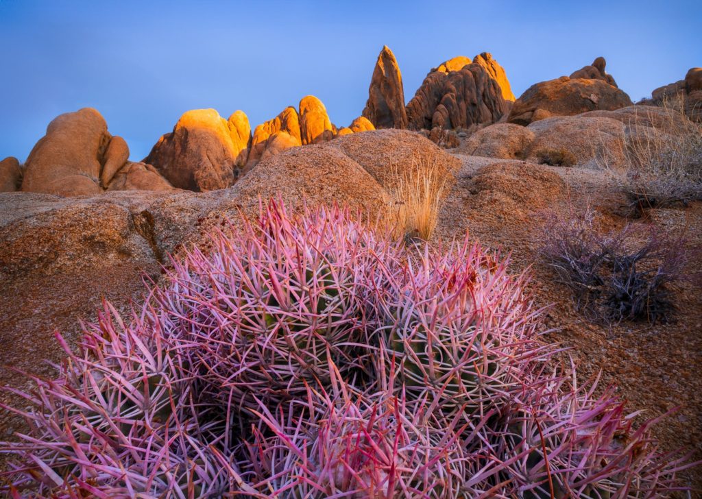 Sunrise illuminating pink vegetation and rocky formations, Alabama Hills, California, USA