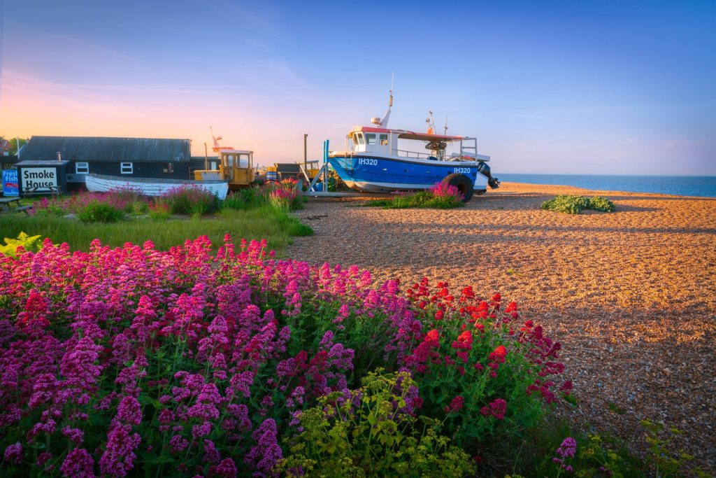 Aldeburgh beach in Suffolk, vibrant flowers at sunset