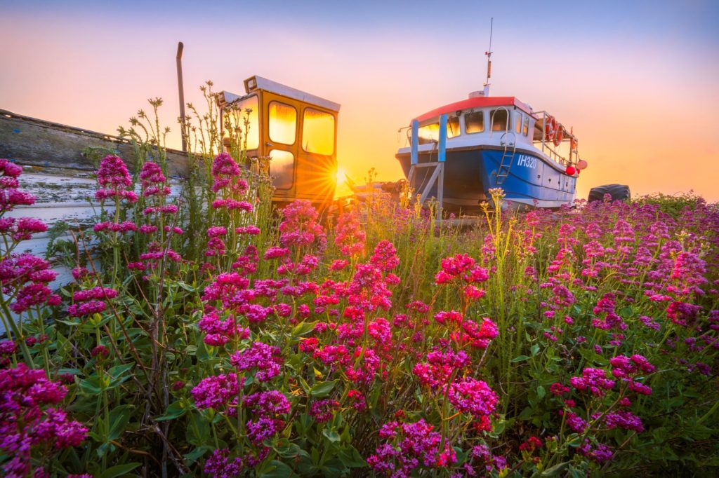 Vibrant pink flowers in Aldeburgh, England, with a boat at sunset