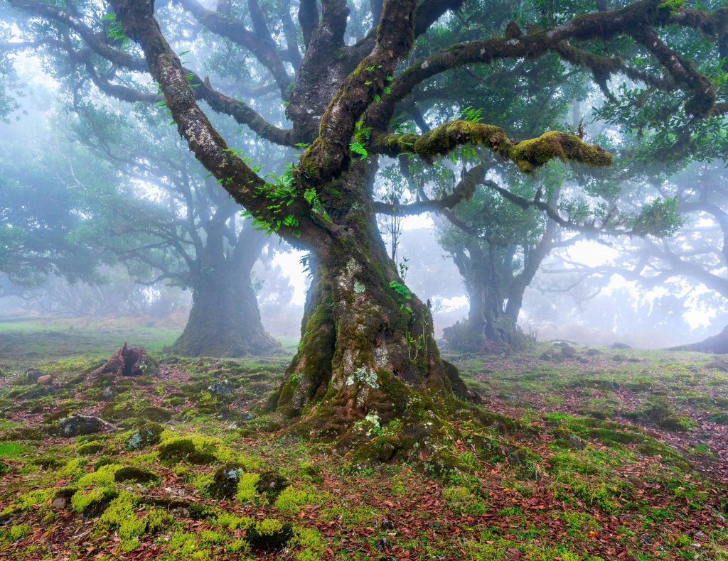 Misty ancient laurel trees in Fanal Forest, Madeira, Portugal