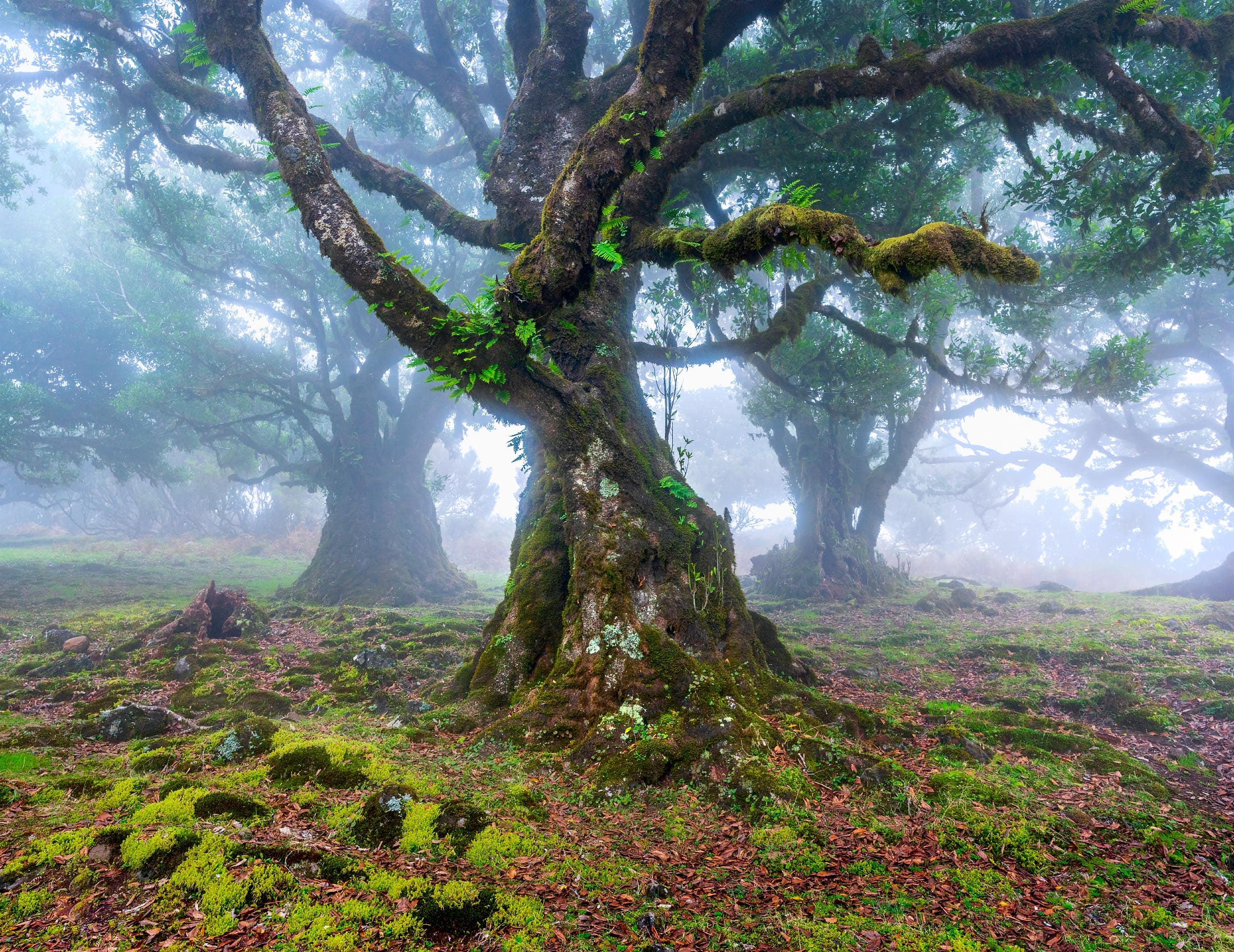 Misty ancient laurel trees in Fanal Forest, Madeira, Portugal