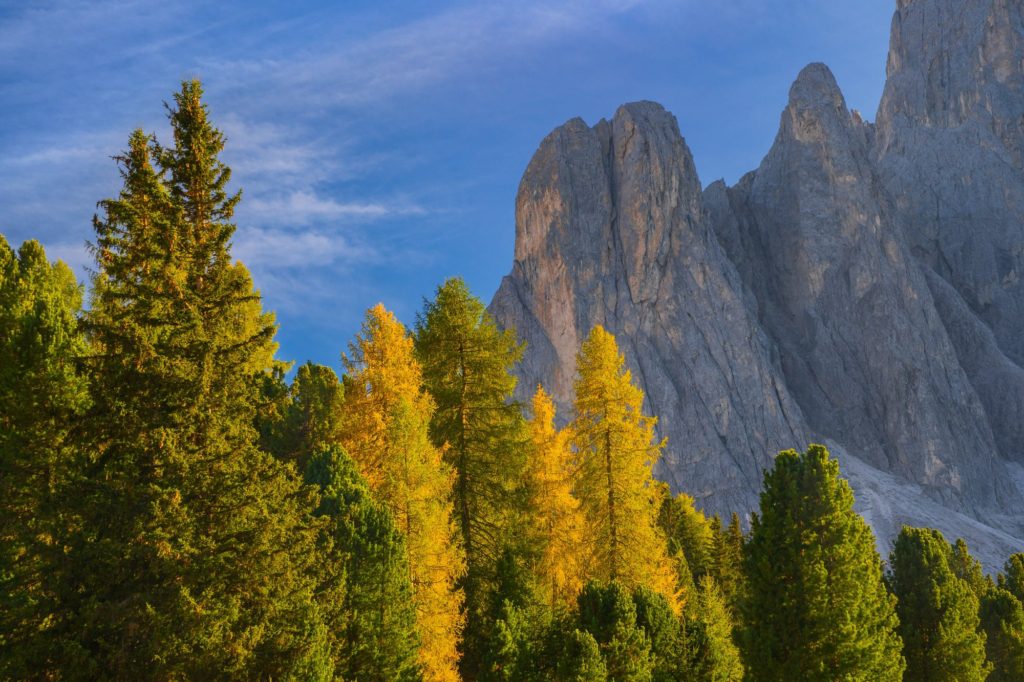 Vibrant autumn colours among trees in the Dolomites, Italy