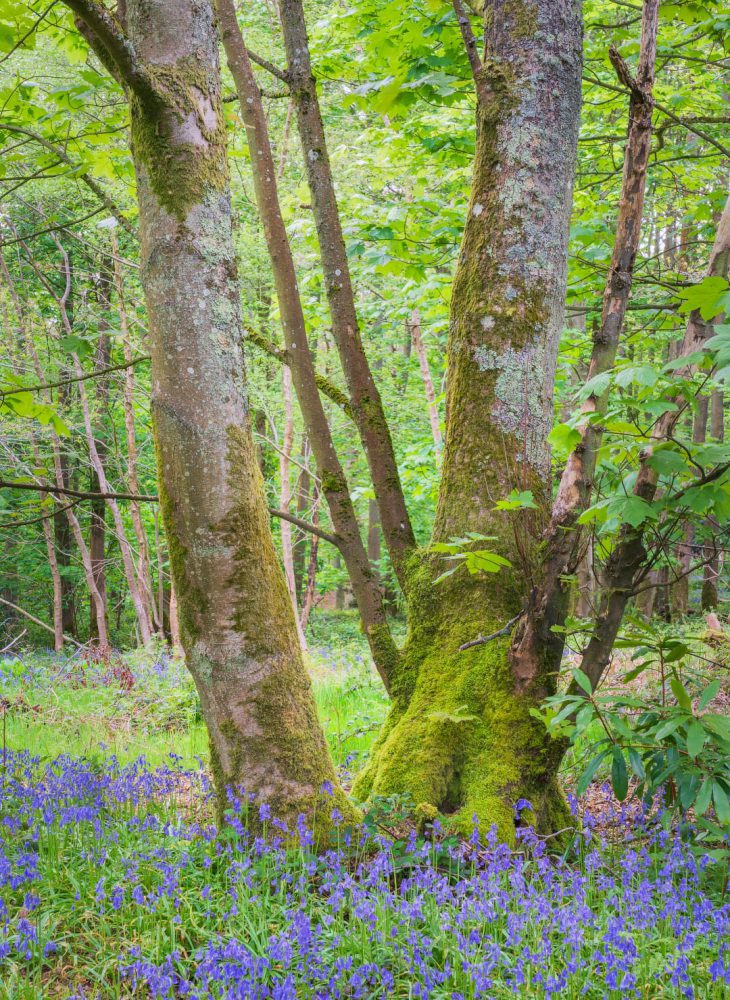 Spring bluebells at Blickling Great Wood, Norfolk