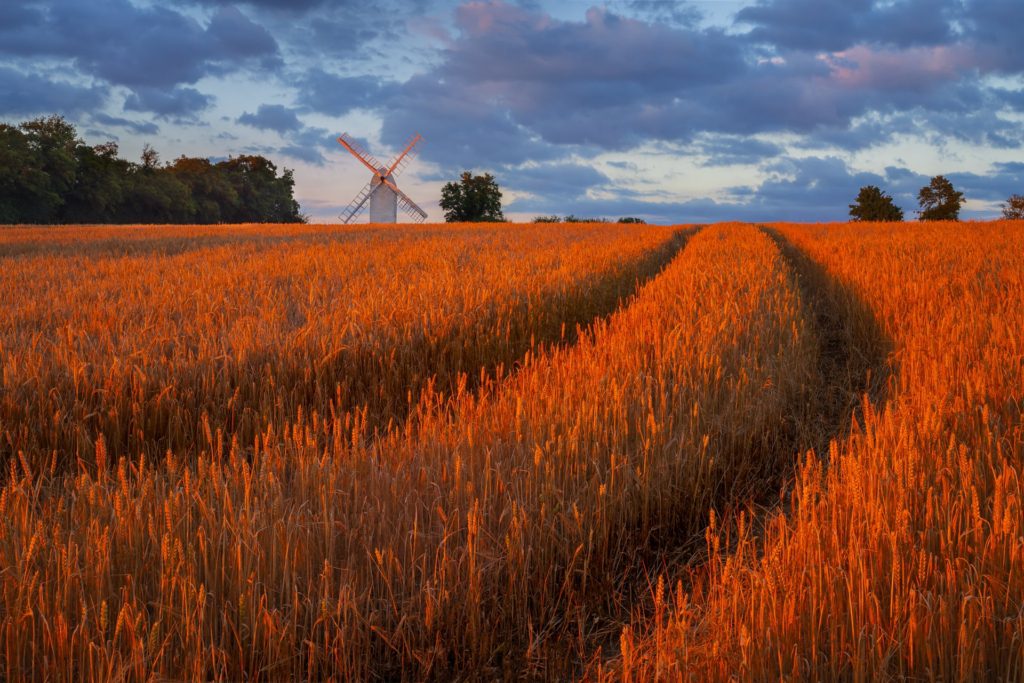 Braggs Mill at sunset surrounded by golden wheat fields, Essex, England