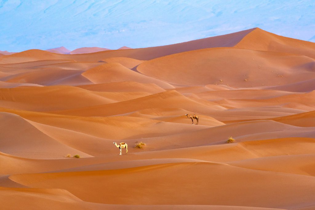 Two camels walking across sandy dunes in the Sahara Desert, Morocco