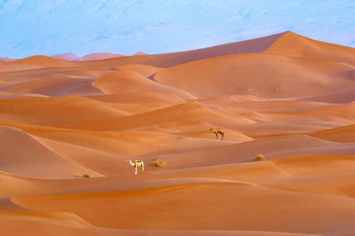 Moroccan Sahara Desert camels
