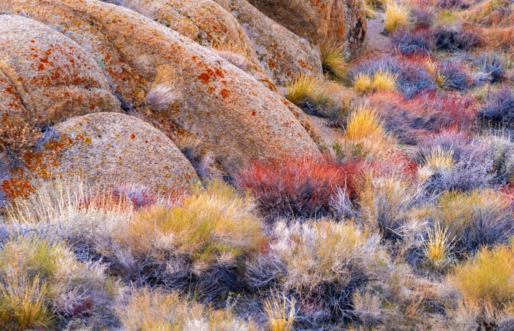Vibrant autumn colours among rocks and shrubs in Alabama Hills, California