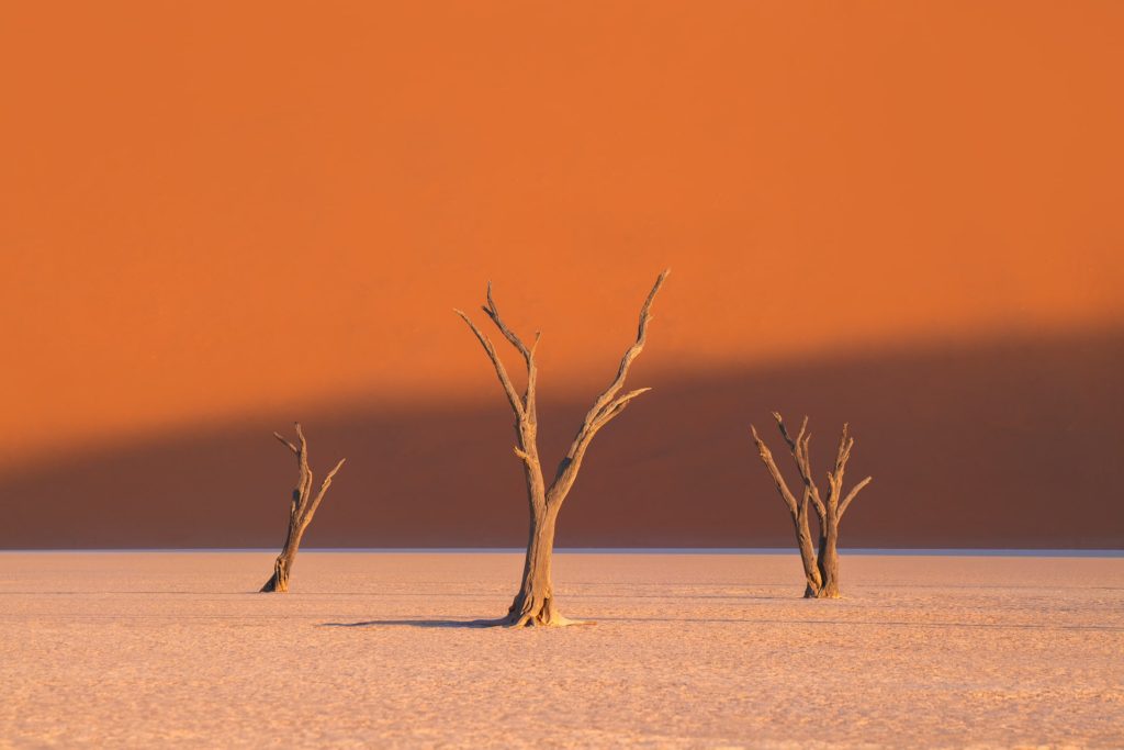 Camel thorn trees silhouetted against a golden sky in Deadvlei, Namibia