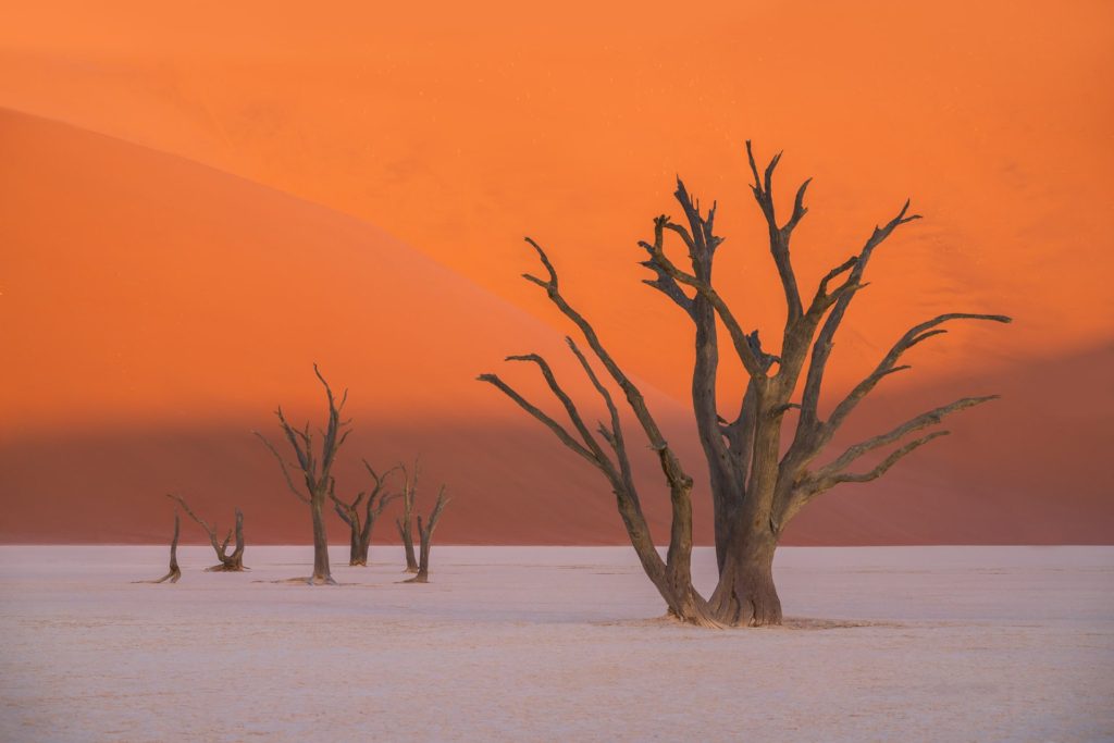 Sunset light illuminating dead trees in Deadvlei, Namibia