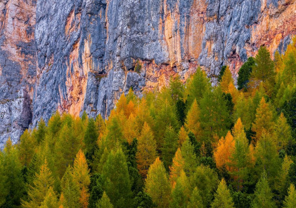 Autumn colours on coniferous trees in the Dolomites, Italy