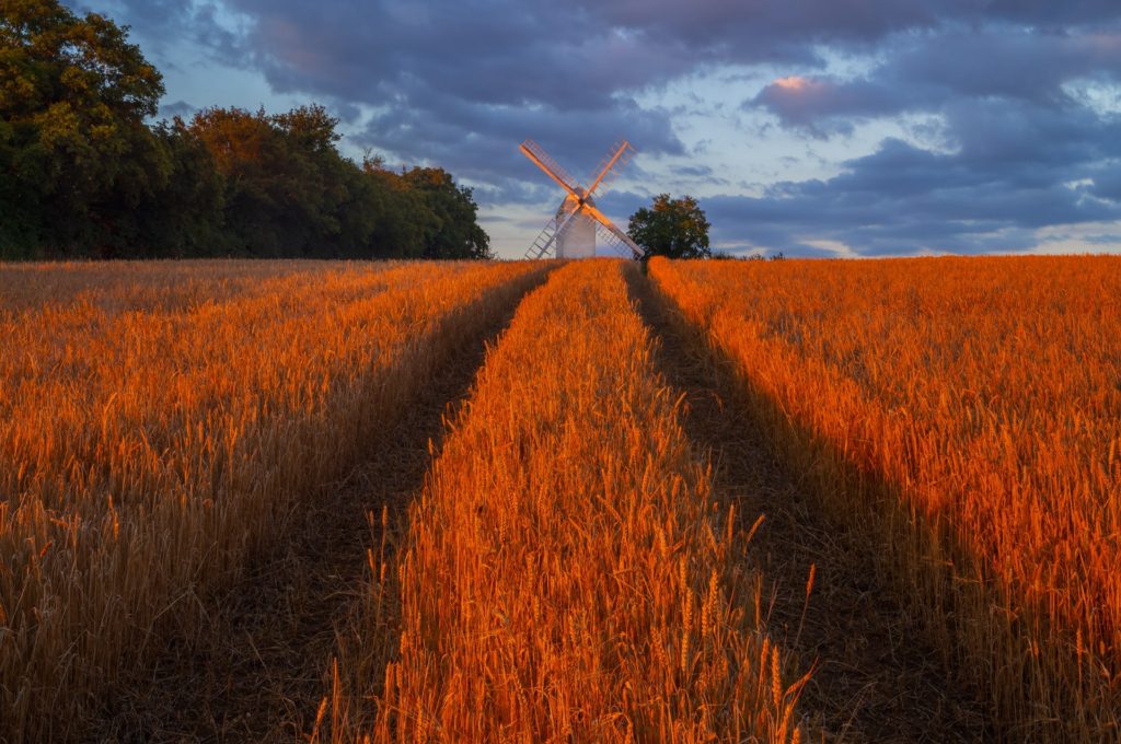 Windmill at sunset over golden fields, Essex, England