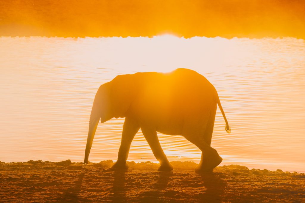 Elephant silhouetted against a sunset at Etosha National Park, Namibia