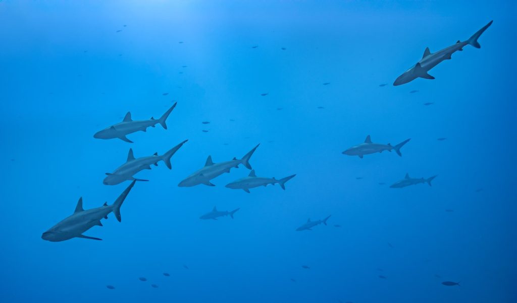 Sharks swimming in clear blue waters, South Pass, Fakarava, French Polynesia