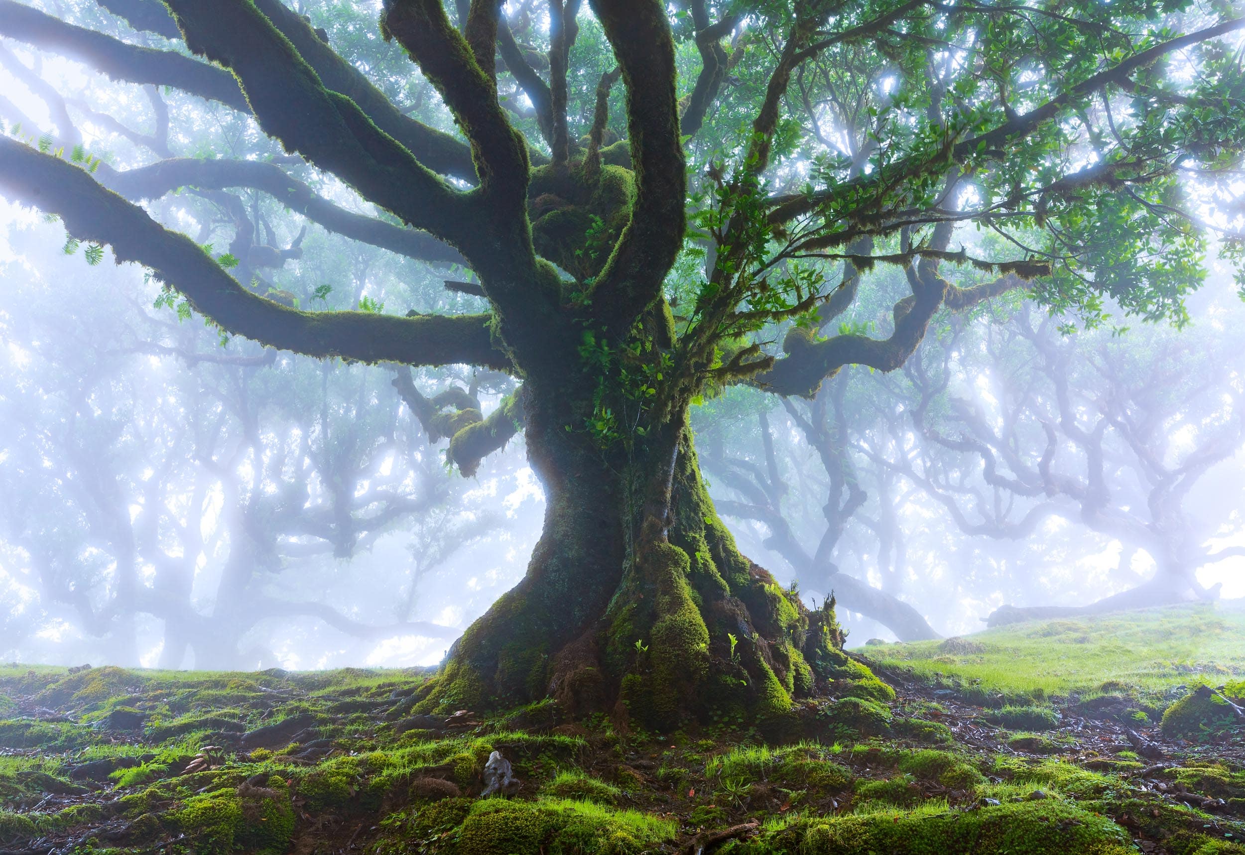 Moss-covered trees in foggy Fanal Forest, Madeira, Portugal