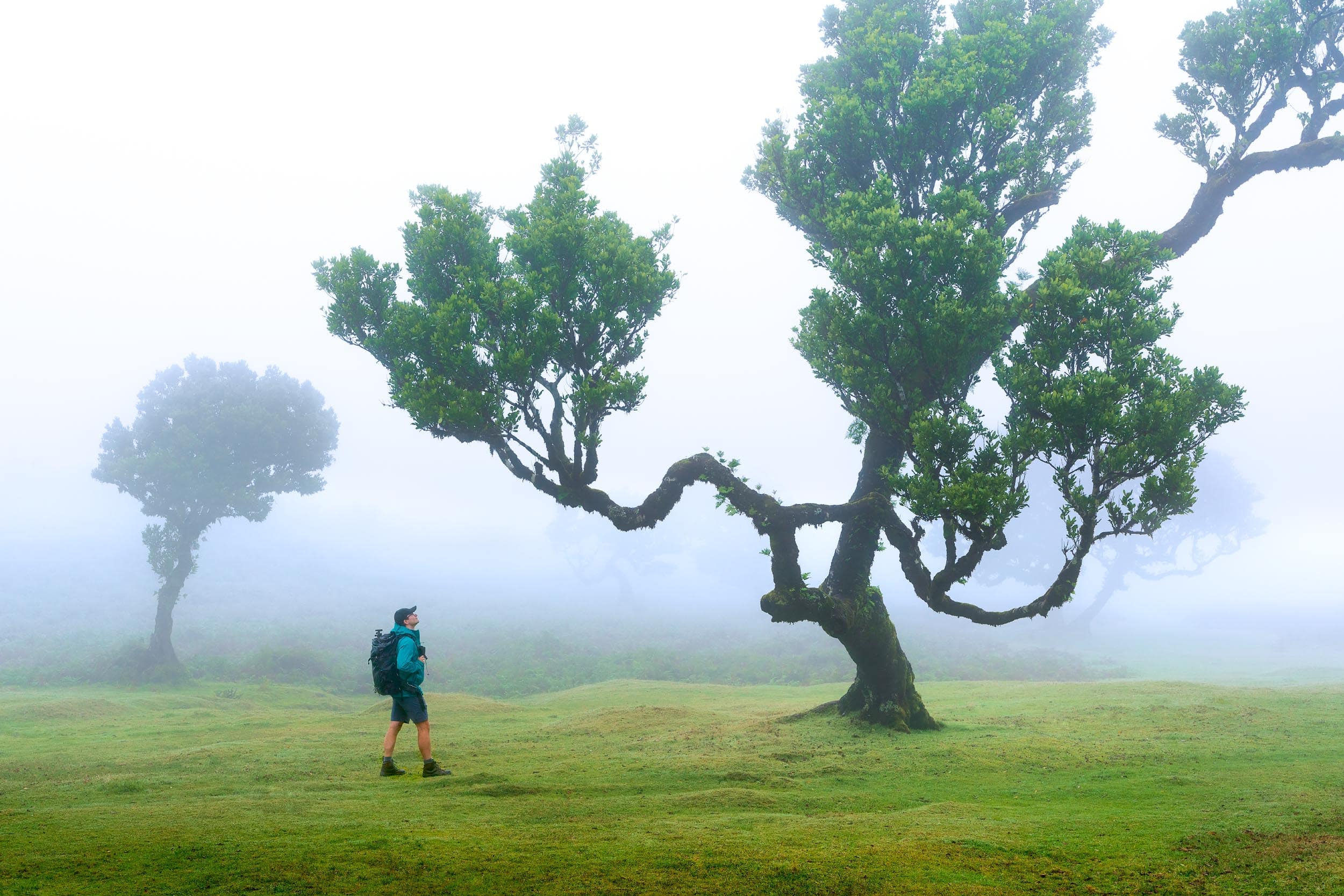 Self-portrait in Fanal Forest, Madeira, Portugal with misty trees