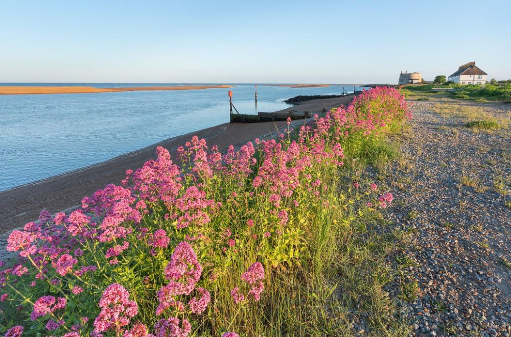 Wild flowers on Felixstowe beach, Suffolk, on a sunny spring evening