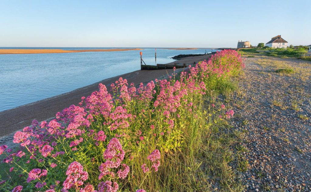 Wild flowers on Felixstowe beach, Suffolk, on a sunny spring evening