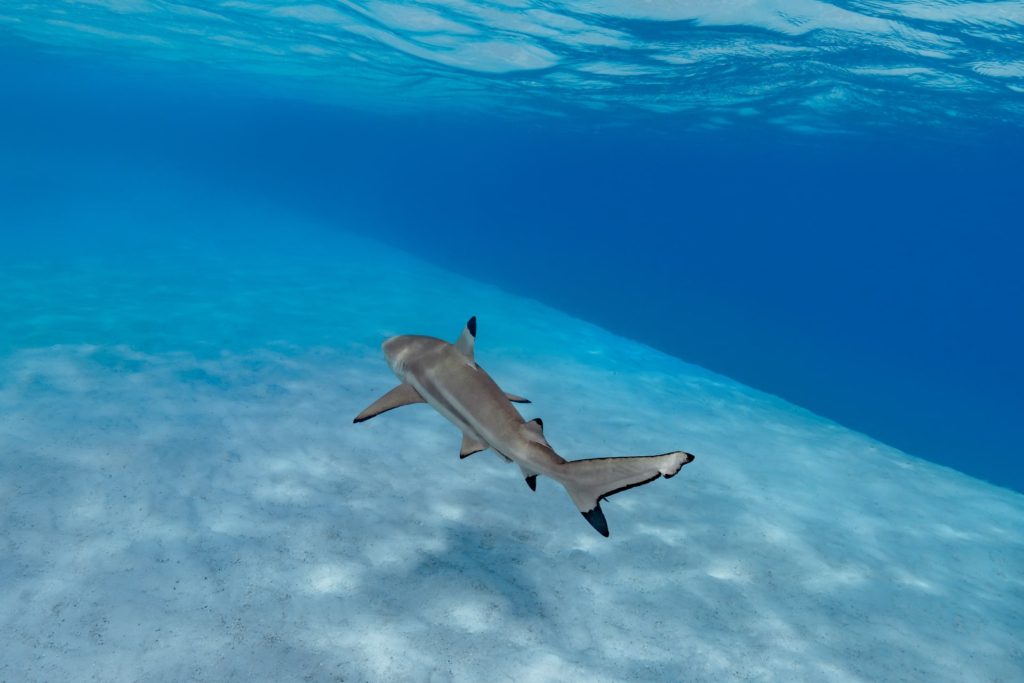 Blacktip shark swimming over sandy seabed in French Polynesia