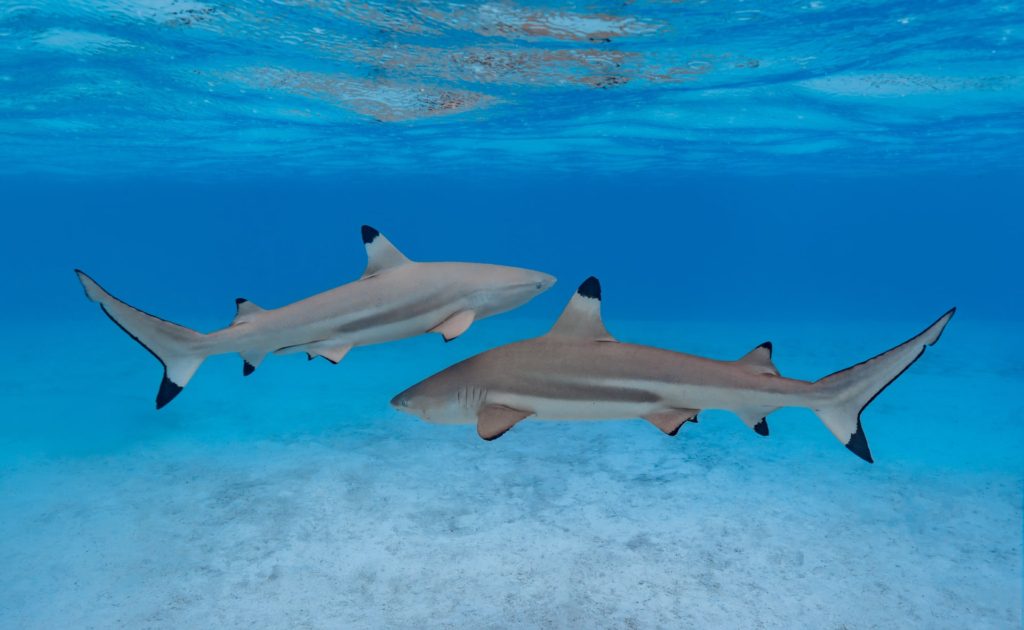 Two sharks swimming in clear blue waters of French Polynesia