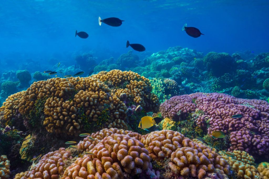 Vibrant coral reef with colourful fish in French Polynesia