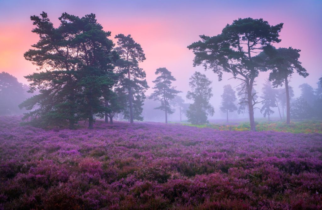 Blooming heather in misty Suffolk landscape, England