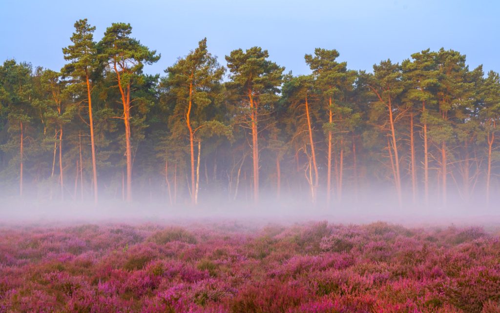 Heather blooms in misty landscape, Suffolk, England