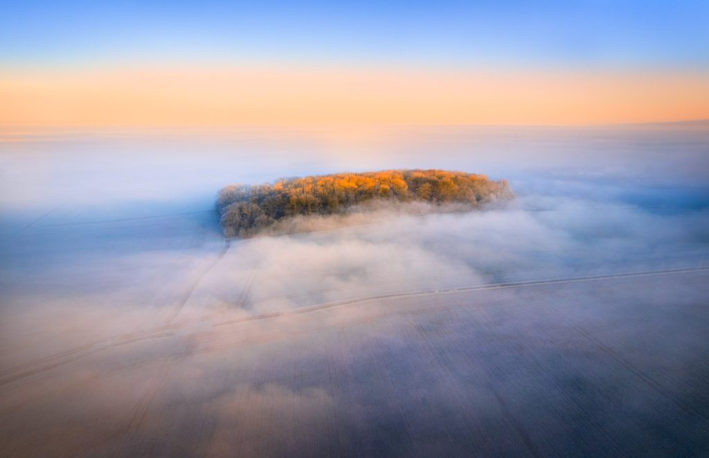 Lone trees surrounded by mist at dawn, Suffolk, England