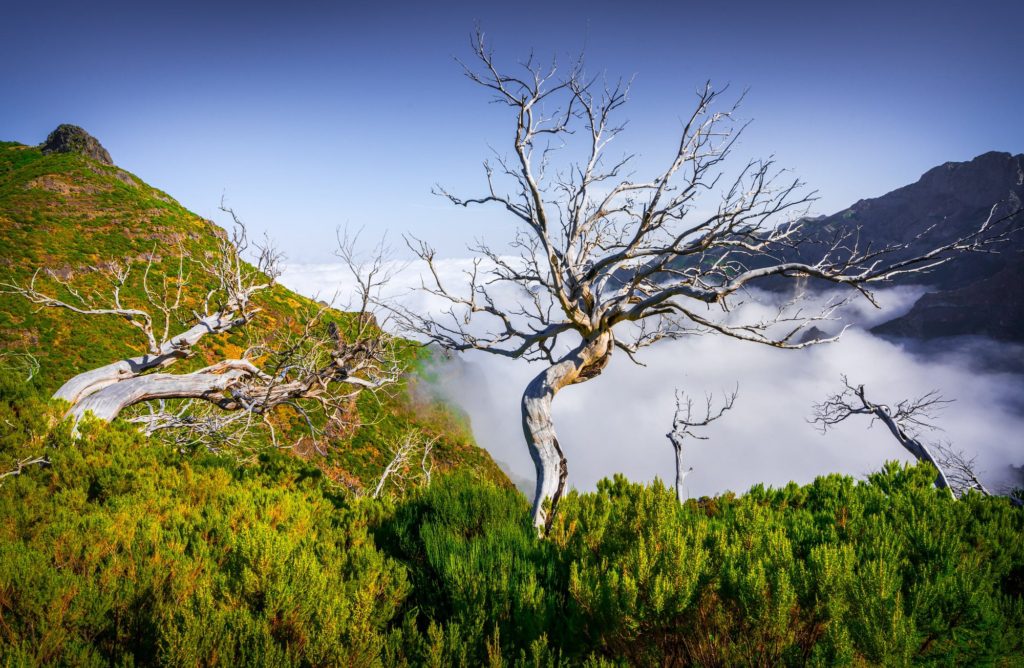 Twisted trees above the clouds in Madeira, Portugal
