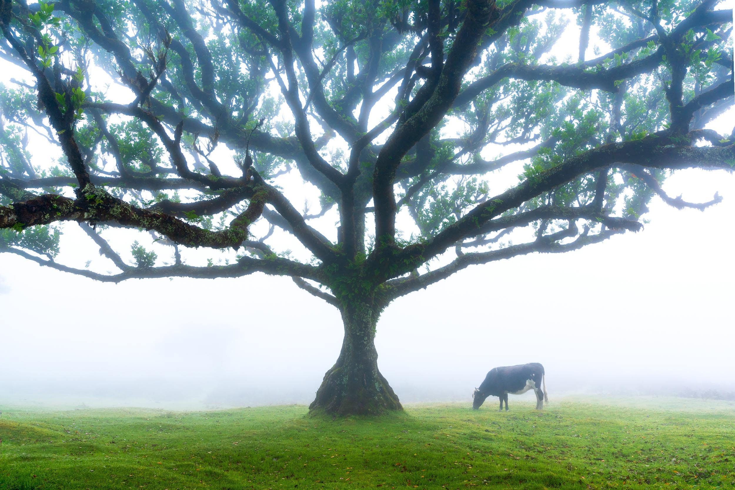 Fanal forest shrouded in fog with a grazing cow, Madeira, Portugal