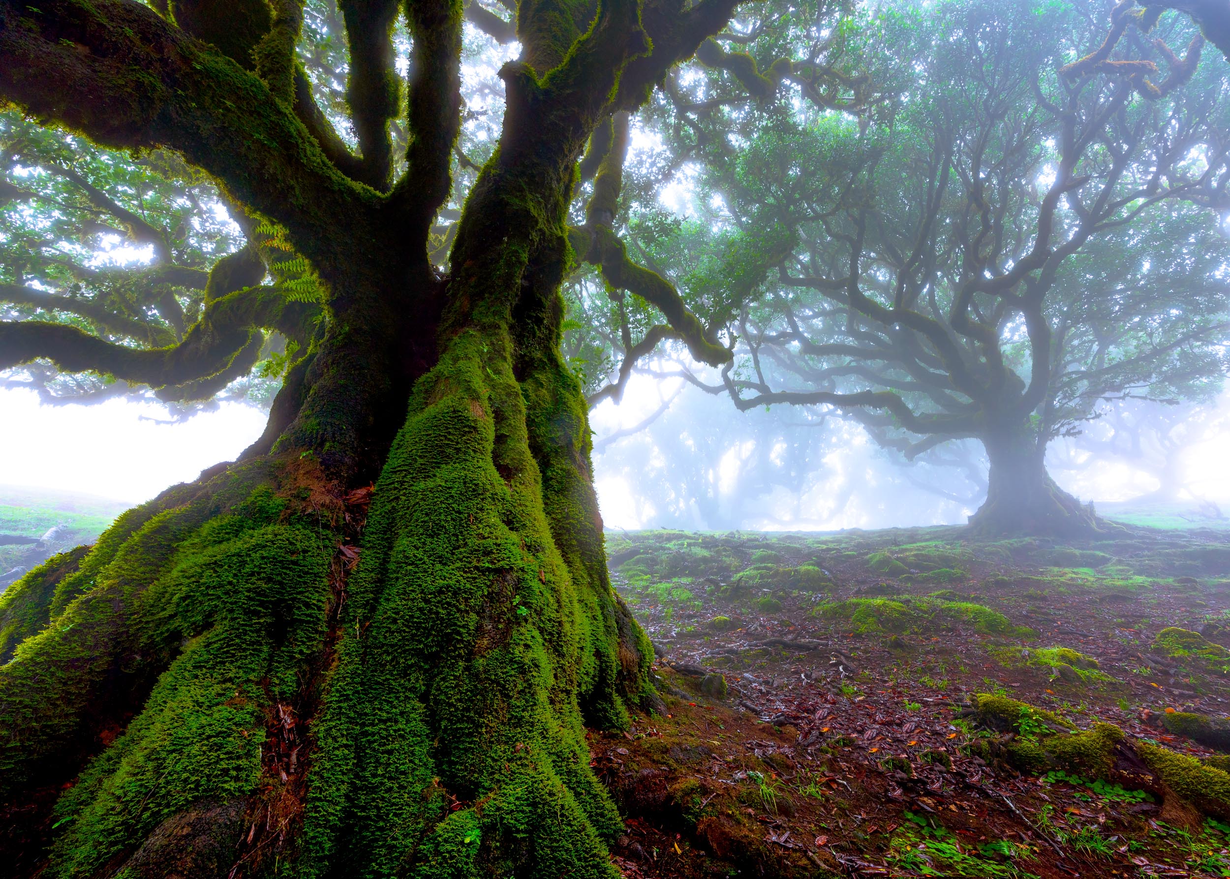 Ancient trees covered in moss in Fanal Forest, Madeira, Portugal