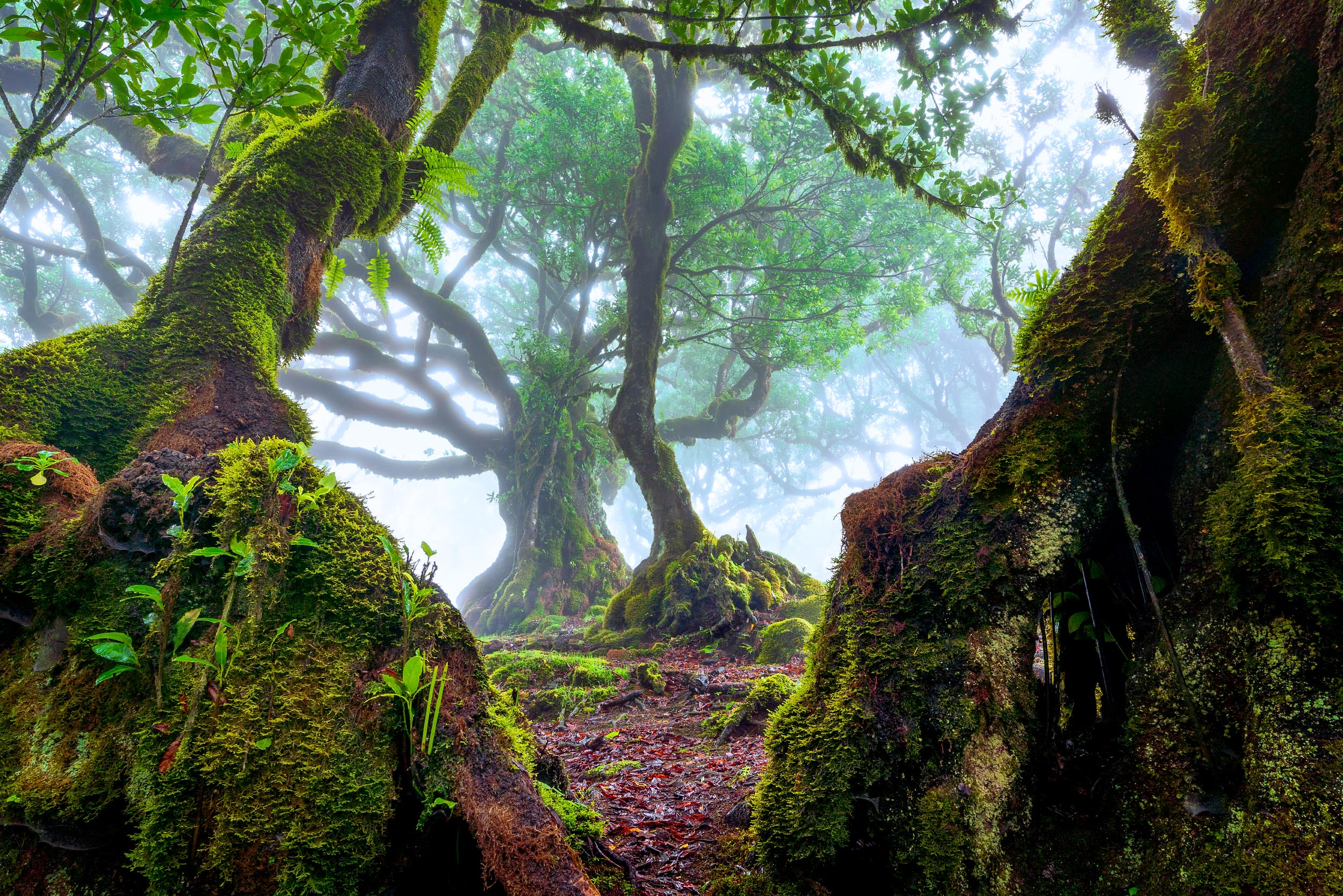 Lush green forest with misty atmosphere and ancient trees