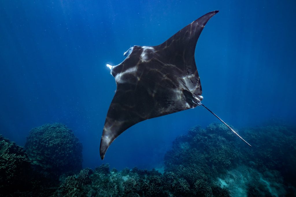 Manta ray gliding gracefully through clear blue waters