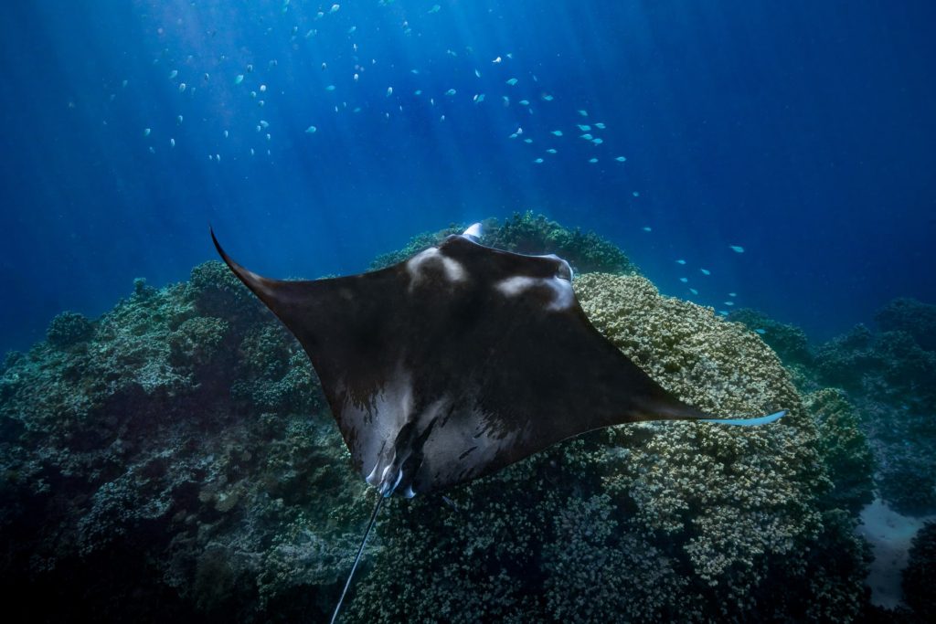 Manta ray gliding over coral reef in Bora Bora, French Polynesia