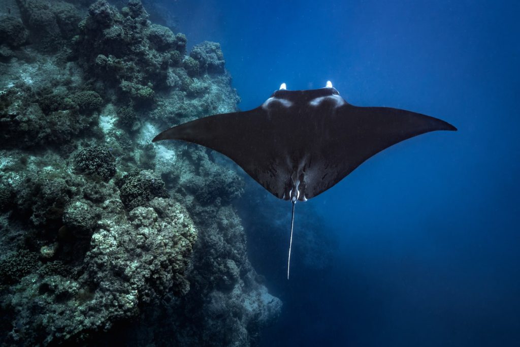 Manta ray swimming near coral reef cleaning station in the ocean