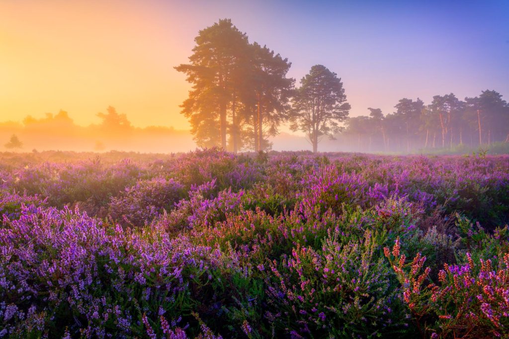 Misty summer morning over heather fields in Suffolk, England