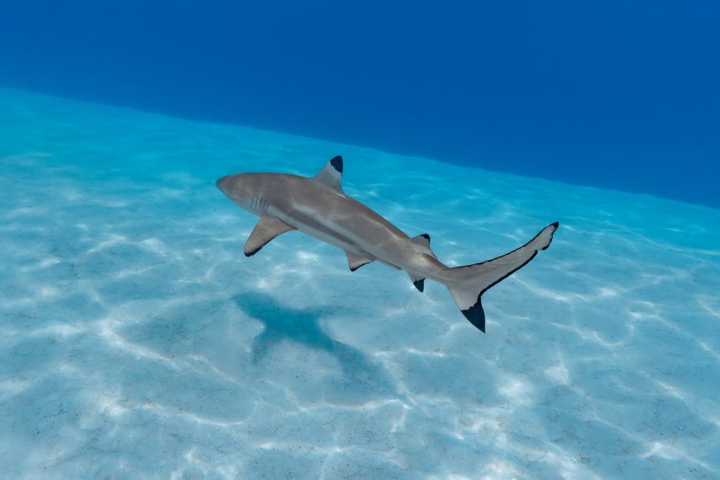 Blacktip shark swimming in clear waters of Moorea, French Polynesia