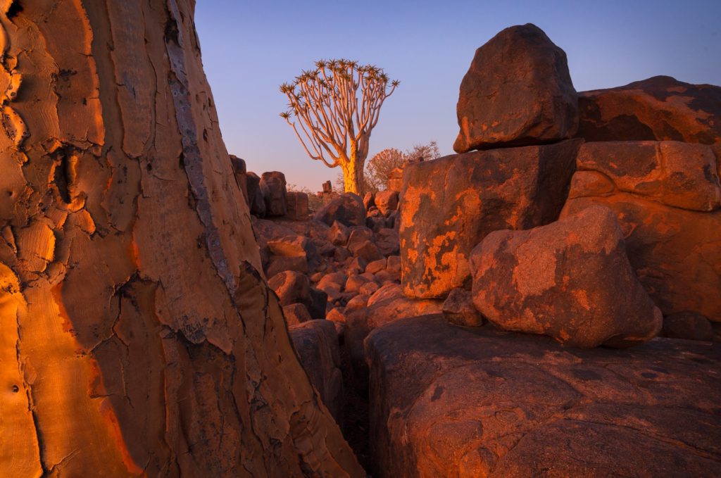 Quiver tree amidst rocky terrain at Quiver Tree Forest, Namibia