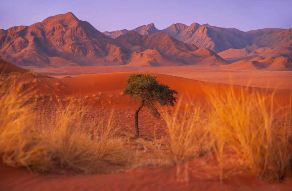 Namibrand desert landscape at sunset, Namibia with silhouetted tree and mountains