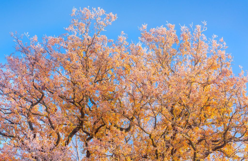 Hoar frost on vibrant autumn trees in Norfolk, England