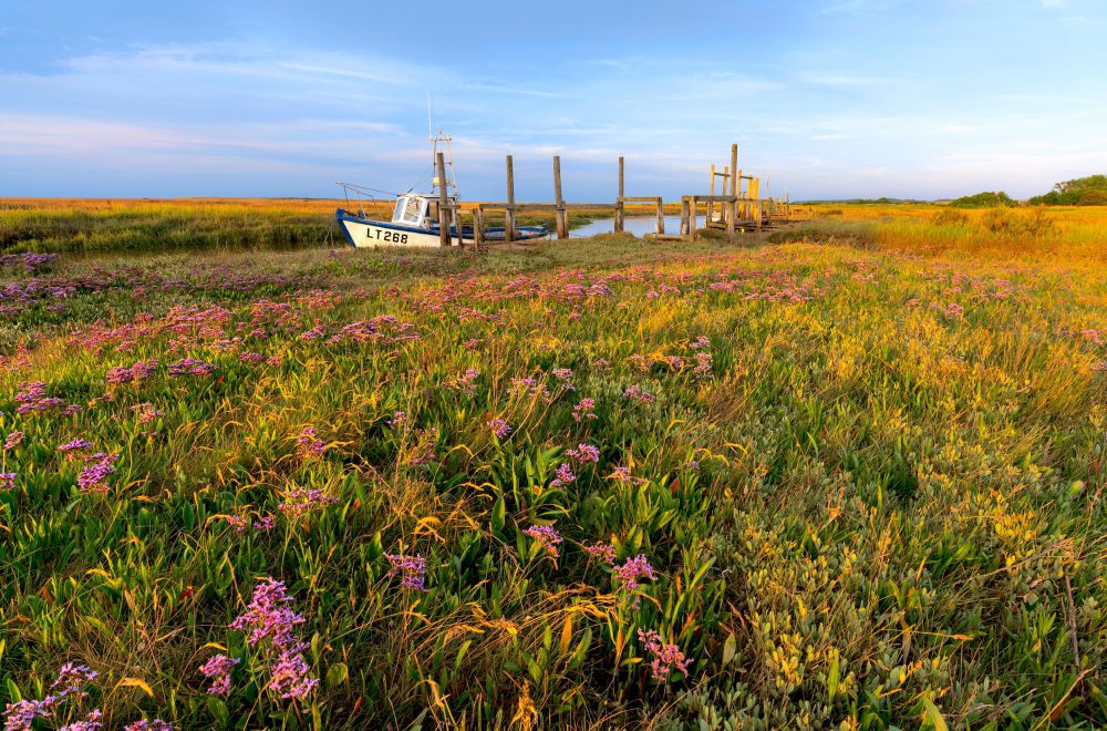 Norfolk Sea Lavender