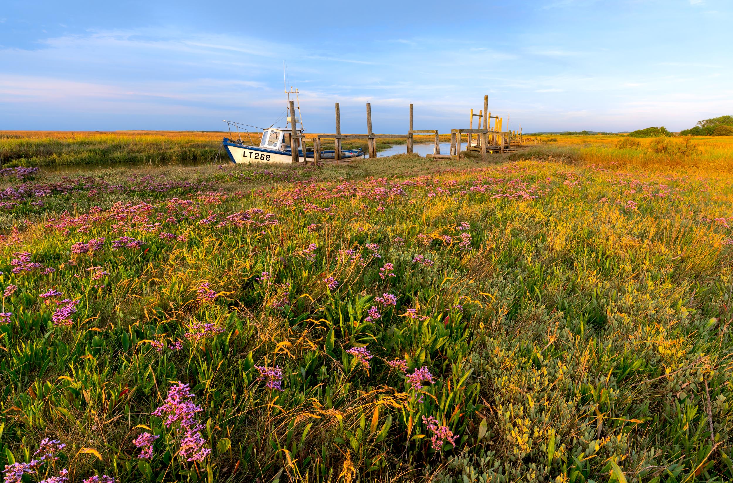 Norfolk Sea Lavender