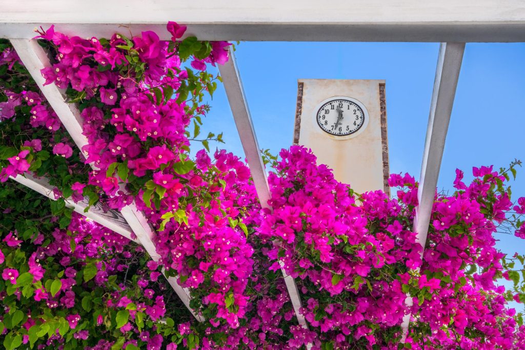 Vibrant pink flowers frame a clock tower in Santorini, Greece