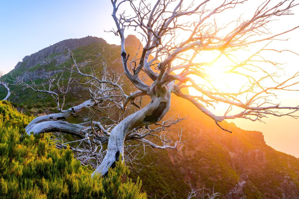 Sunrise illuminating twisted trees at Pico Ruivo, Madeira, Portugal