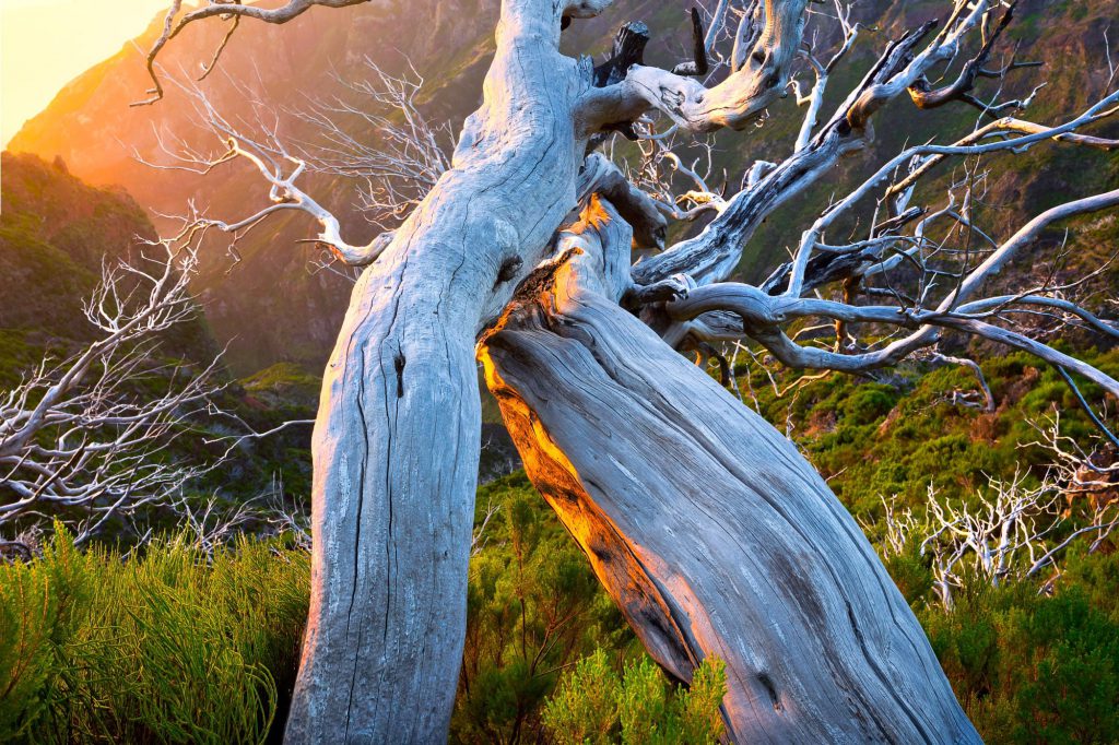 Sunrise illuminating a gnarled tree at Pico Ruivo, Madeira, Portugal