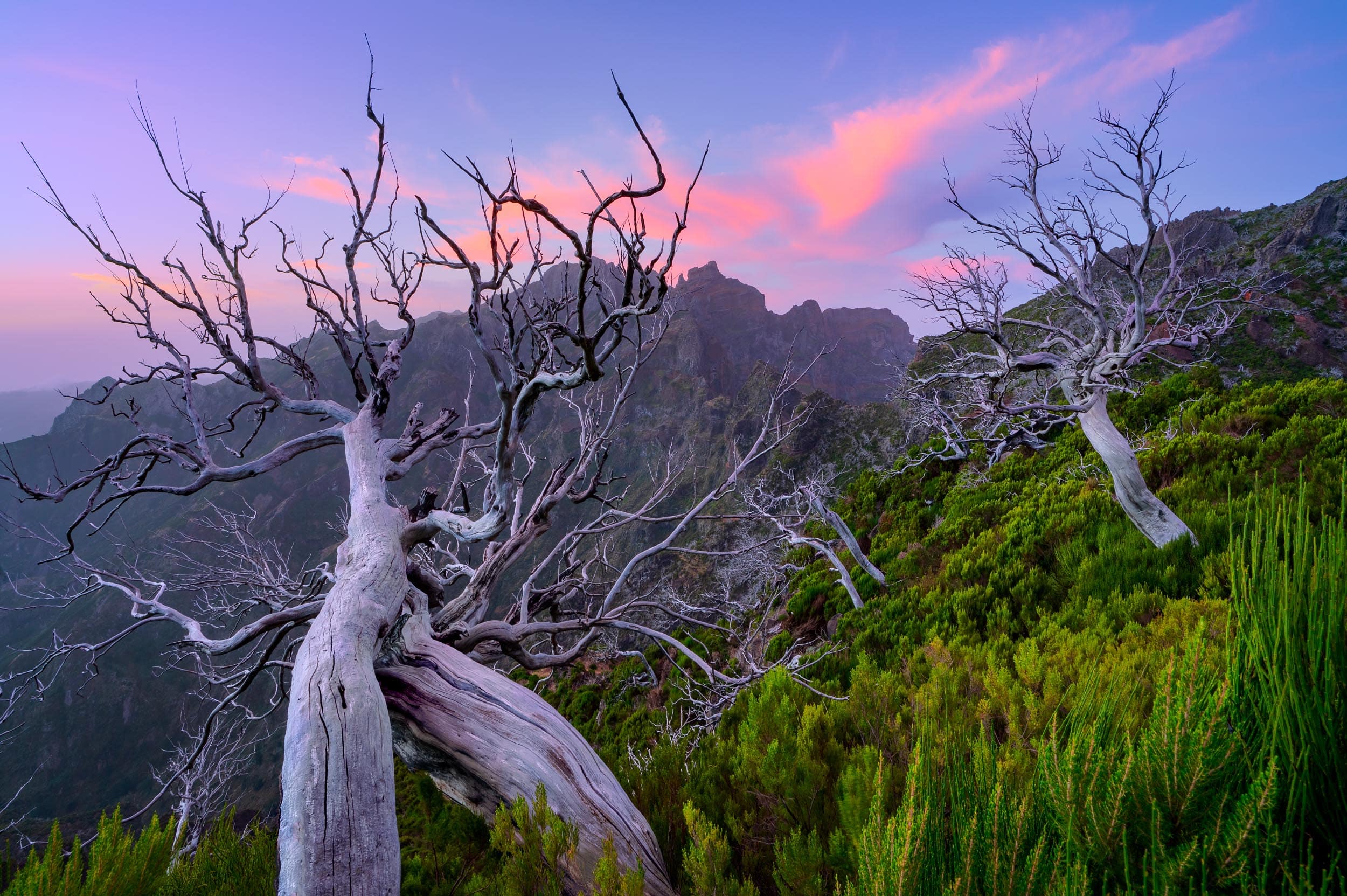 Twisted trees against a pastel sky at Pico Ruivo, Madeira, Portugal